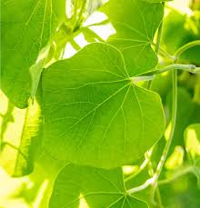 Attēlu rezultāti vaicājumam “Aristolochia durior”