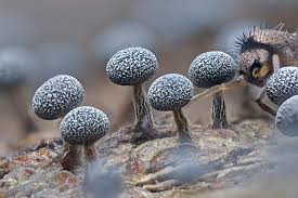 Attēlu rezultāti vaicājumam “Collaria arcyrionema macro”