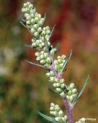 Attēlu rezultāti vaicājumam “Artemisia vulgaris”
