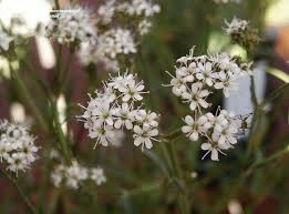 Attēlu rezultāti vaicājumam “Gypsophila fastigiata flower”