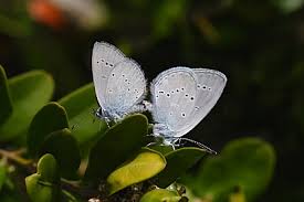 Attēlu rezultāti vaicājumam “Cupido minimus underside”