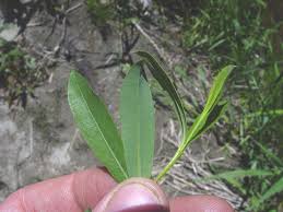 Attēlu rezultāti vaicājumam “Salix purpurea leaf”