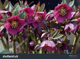 Image result for Christrose