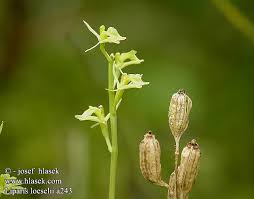 Attēlu rezultāti vaicājumam “Liparis loeselii leaf”