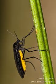 Attēlu rezultāti vaicājumam “Sciara analis”