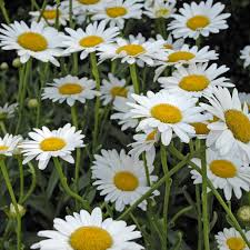 Image result for Chrysanthemum spectabile