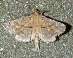 Attēlu rezultāti vaicājumam “Pterostoma palpina larva”