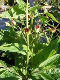 Attēlu rezultāti vaicājumam “Scrophularia nodosa leaf”