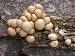 Attēlu rezultāti vaicājumam “Lycoperdon pyriforme young”