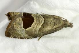 Attēlu rezultāti vaicājumam “Notocelia uddmanniana”