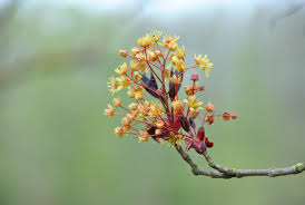 Attēlu rezultāti vaicājumam “Acer platanoides flower”
