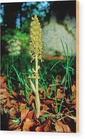 Attēlu rezultāti vaicājumam “Neottia nidus-avis flower”