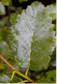 Attēlu rezultāti vaicājumam “Alnus incana leaf”