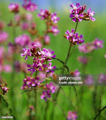 Attēlu rezultāti vaicājumam “Silene nutans flower”