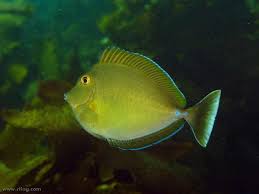 Image result for Naso unicornis