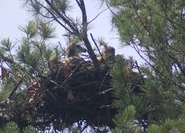 Attēlu rezultāti vaicājumam “Buteo buteo nest”