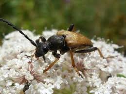 Attēlu rezultāti vaicājumam “Leptura rubra”