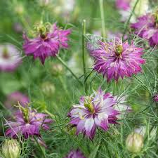 Image result for Nigella damascena