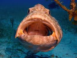 Image result for Mycteroperca venenosa