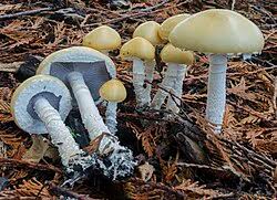 Attēlu rezultāti vaicājumam “Trichia ambigua stalked”