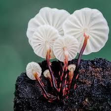 Attēlu rezultāti vaicājumam “Cribraria violacea”