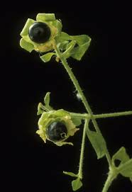 Attēlu rezultāti vaicājumam “Silene baccifera leaf”