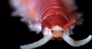 Attēlu rezultāti vaicājumam “Annelides”