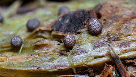 Attēlu rezultāti vaicājumam “Lycogala roseosporum”
