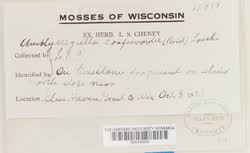 Attēlu rezultāti vaicājumam “Serpoleskea confervoides”