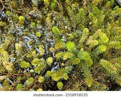 Attēlu rezultāti vaicājumam “Myriophyllum spicatum”