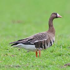 Attēlu rezultāti vaicājumam “Anser anser adult”