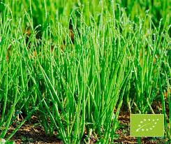 Résultat de recherche d'images pour "Allium fistulosum"