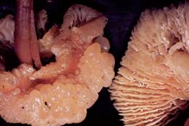 Attēlu rezultāti vaicājumam “Tremella encephala”