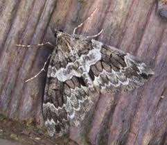 Attēlu rezultāti vaicājumam “Thera variata”