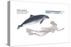 Image result for Phocoena phocoena