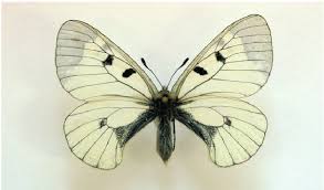 Attēlu rezultāti vaicājumam “Parnassius mnemosyne underside”