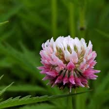 Attēlu rezultāti vaicājumam “Trifolium hybridum flower”