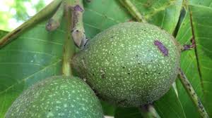 Attēlu rezultāti vaicājumam “Juglans regia fruit”