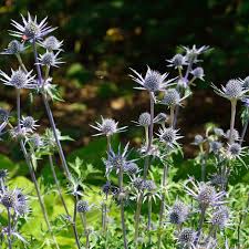 Image result for Edeldistel