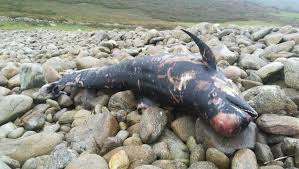 Image result for Globicephala melas