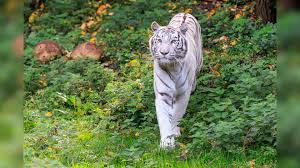 Afbeeldingsresultaat voor tijgers