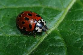 Attēlu rezultāti vaicājumam “Anatis ocellata”