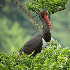 Attēlu rezultāti vaicājumam “Ciconia nigra adult”