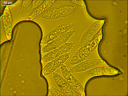 Attēlu rezultāti vaicājumam “Hypomyces armeniacus”
