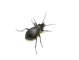 Attēlu rezultāti vaicājumam “Carabus hortensis”