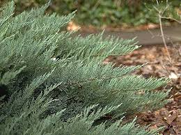 Attēlu rezultāti vaicājumam “Juniperus sabina”