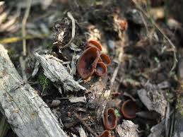 Attēlu rezultāti vaicājumam “Peziza badia”