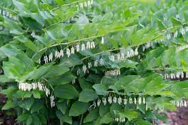 Attēlu rezultāti vaicājumam “Polygonatum multiflorum  leaf”