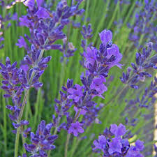 Attēlu rezultāti vaicājumam “Lavandula angustifolia”
