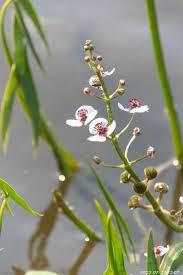 Attēlu rezultāti vaicājumam “Sagittaria sagittifolia leaf”